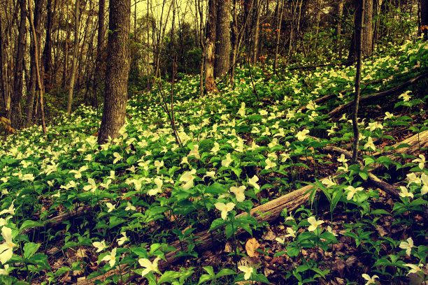 生长在森林山坡上的延龄床。——复古图片下载