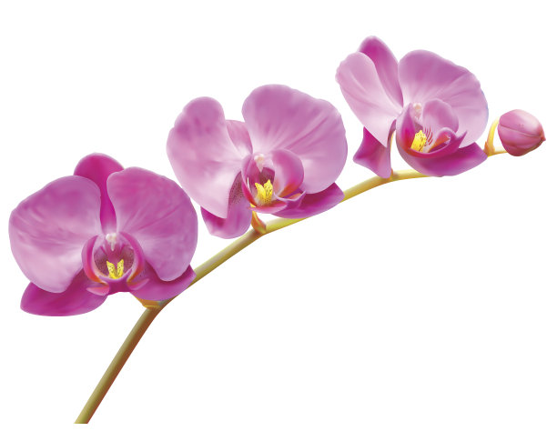 兰花花枝绽放图片下载