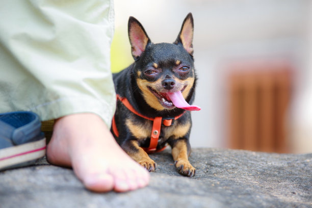 吉娃娃狗长舌头图片下载