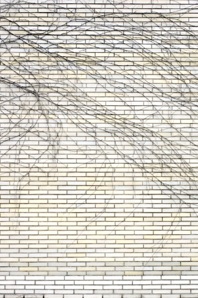 熟料上的树枝图片下载