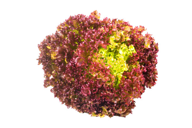 新鲜的红莴苣加白莴苣图片下载