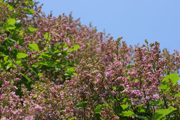 美丽的丁香花图片下载
