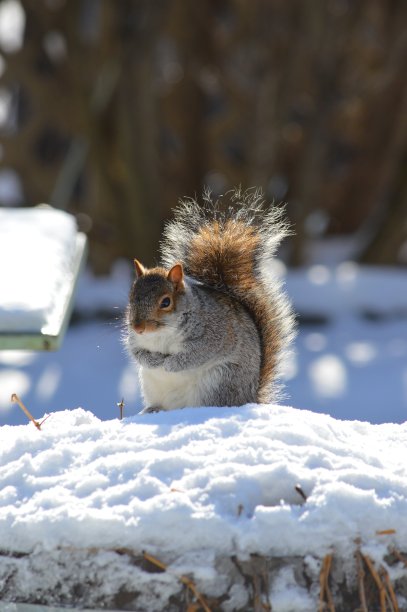 雪中的松鼠图片下载