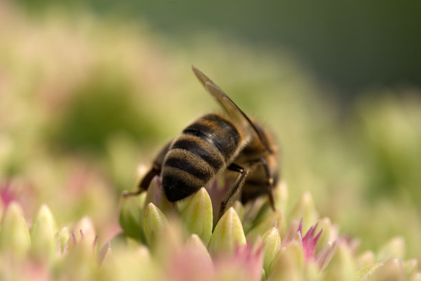 的蜜蜂图片下载