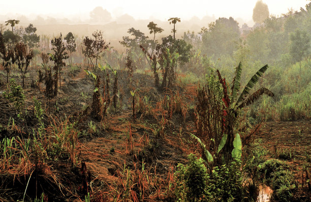 万博设立森林图片下载