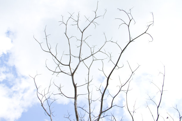 死树的背景图片下载