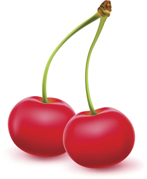 现实的矢量樱桃插图。图片下载
