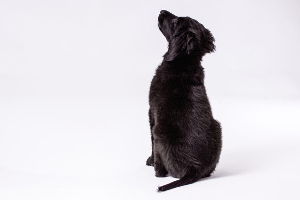 黑色猎犬素材图片