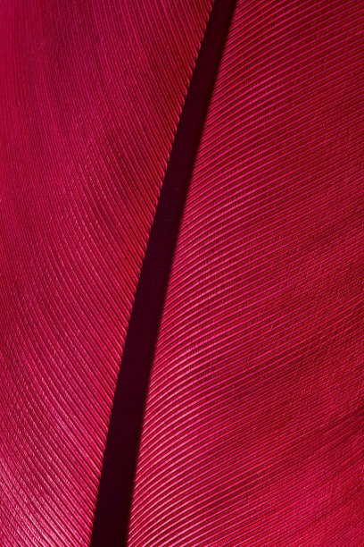 红色的羽毛图片下载