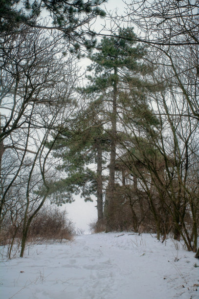 有视点的大树图片下载