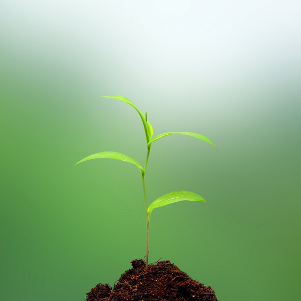植物生长图片下载