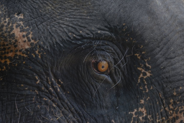 大象的眼睛图片下载