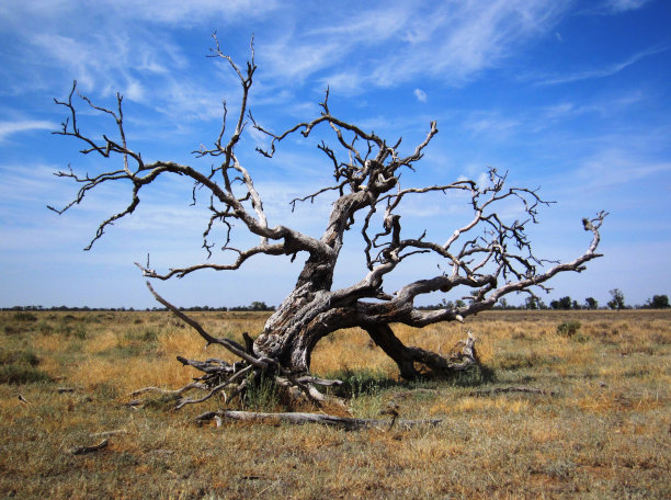 围场树，澳大利亚农场图片下载