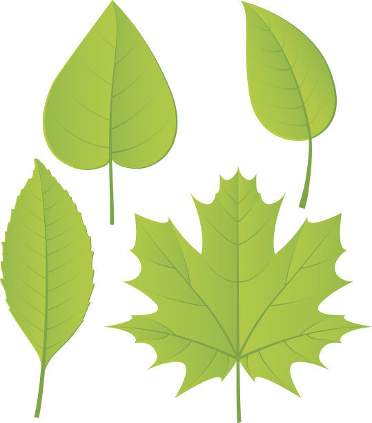 树叶图片下载