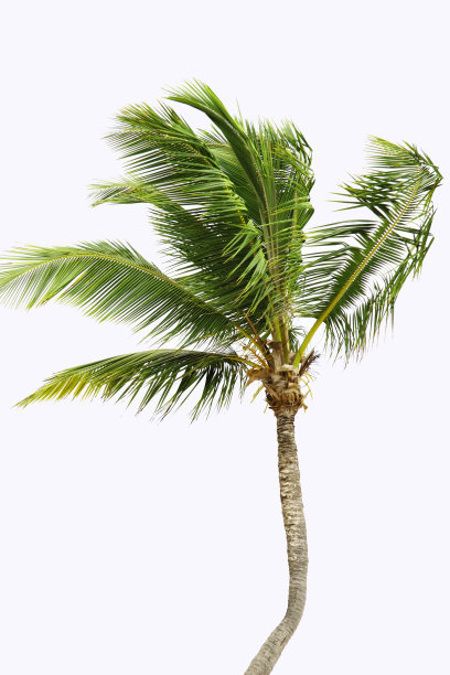 棕榈图片下载