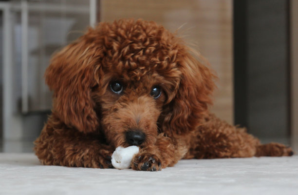 棕色的玩具poddle图片下载