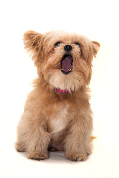 狂吠的狗图片下载