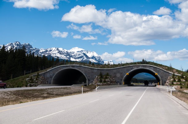 动物天桥图片下载