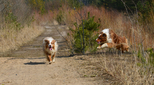 澳大利亚牧羊犬图片下载
