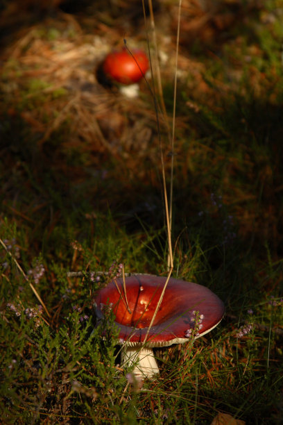 蘑菇图片下载