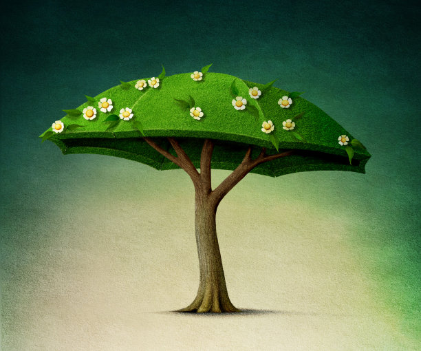 伞树图片下载