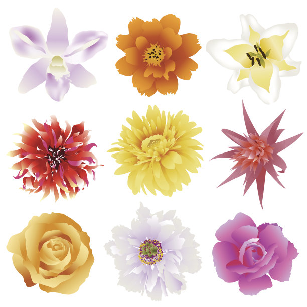 收集五彩缤纷的鲜花。矢量图图片下载