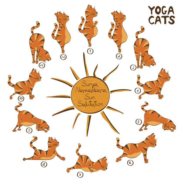 猫做瑜伽姿势苏利亚Namaskara图片下载