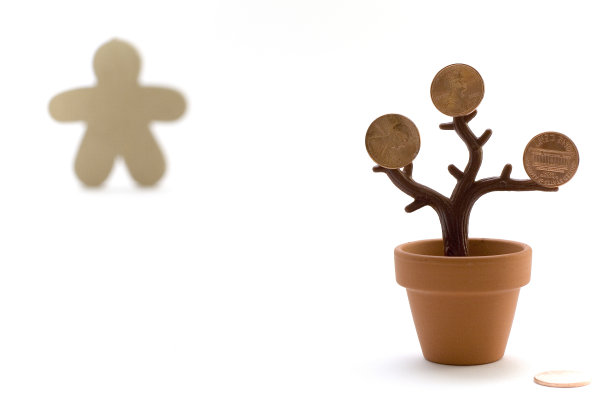 金钱树图片下载