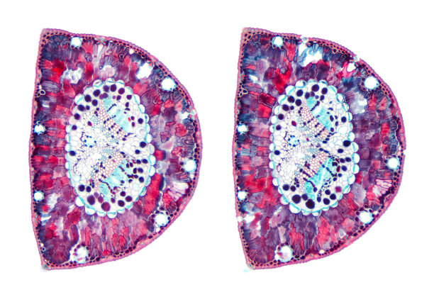 光镜下的松针截面图片下载