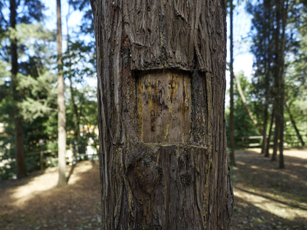 柏树木雕图片下载