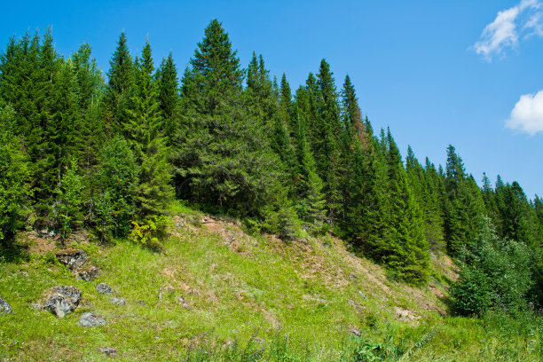 森林在山图片下载