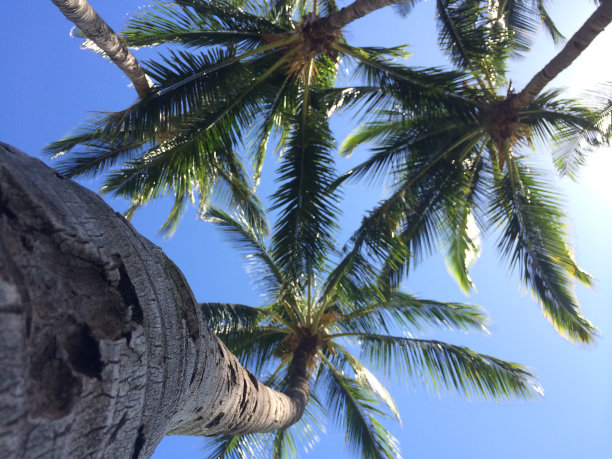 棕榈树图片下载