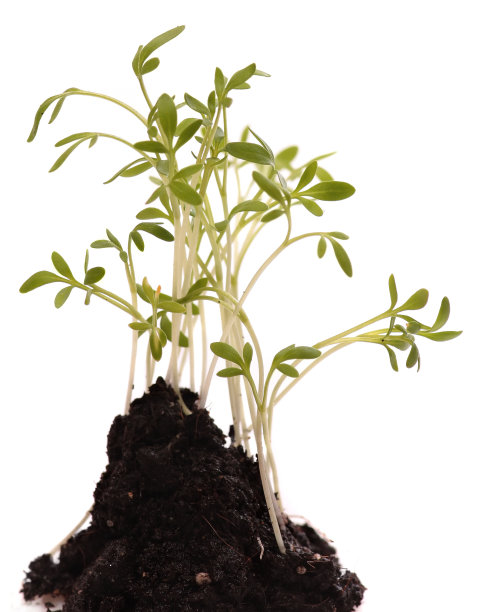 绿色幼苗孤立白色背景。宏。新鲜的发芽图片下载