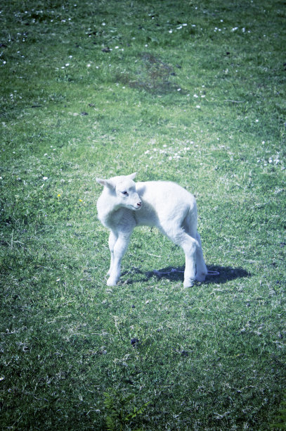 小羊羔图片下载