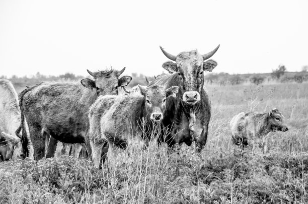 蓝天下的田野风景图片下载