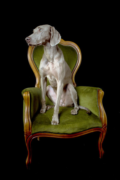 威玛拉纳在黑色工作室摆姿势图片下载