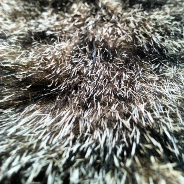 猫的皮毛。图片下载