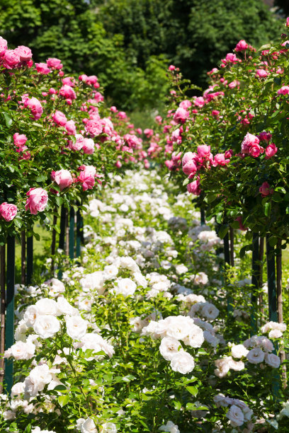 花园的玫瑰图片下载