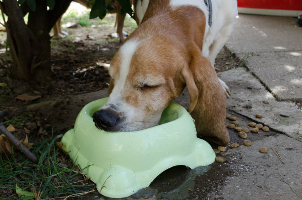 巴塞特图片下载