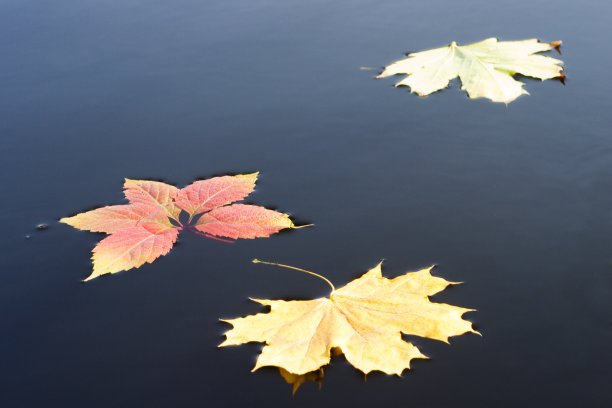 秋天的落叶图片下载