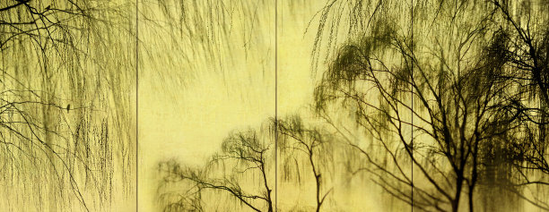 光秃秃的树木仰天俯视图片下载