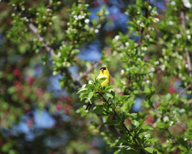 美国金雀图片下载