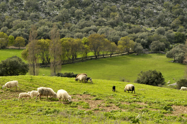 羊图片下载