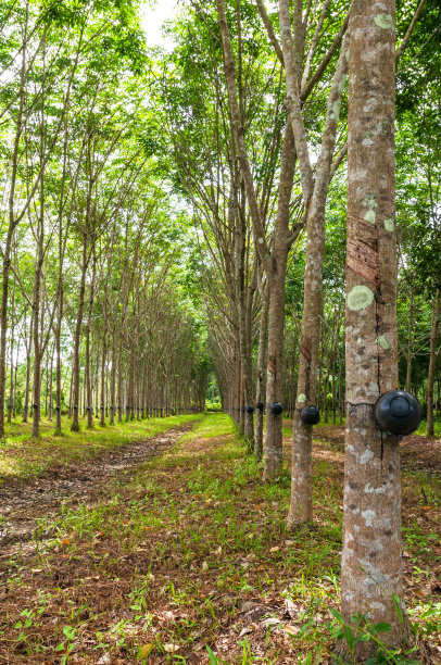 橡胶树的背景图片下载