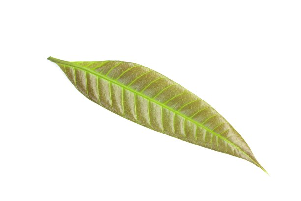 年轻的芒果叶图片下载