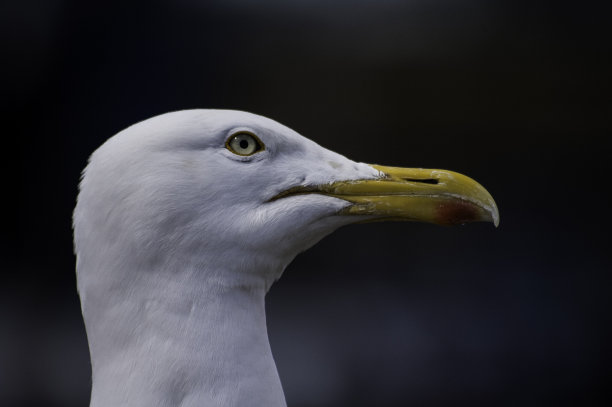 赫林鸥图片下载