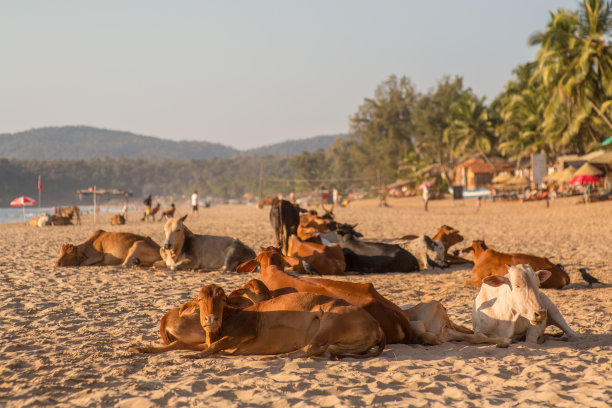 沙滩上的狗图片下载