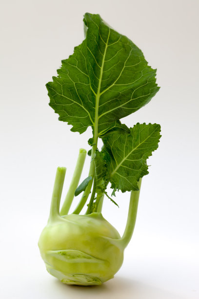 新鲜kohlrabi图片下载