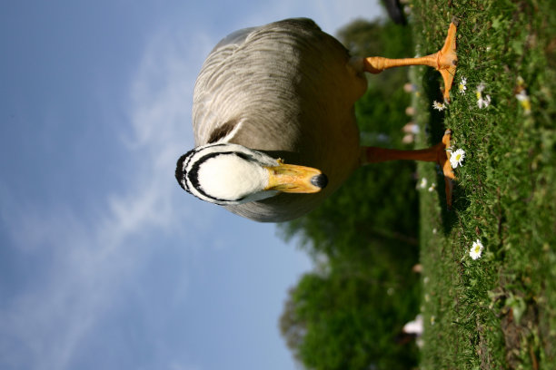 浪漫的鹅图片下载