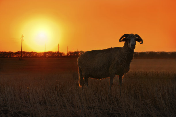 羊日落图片下载